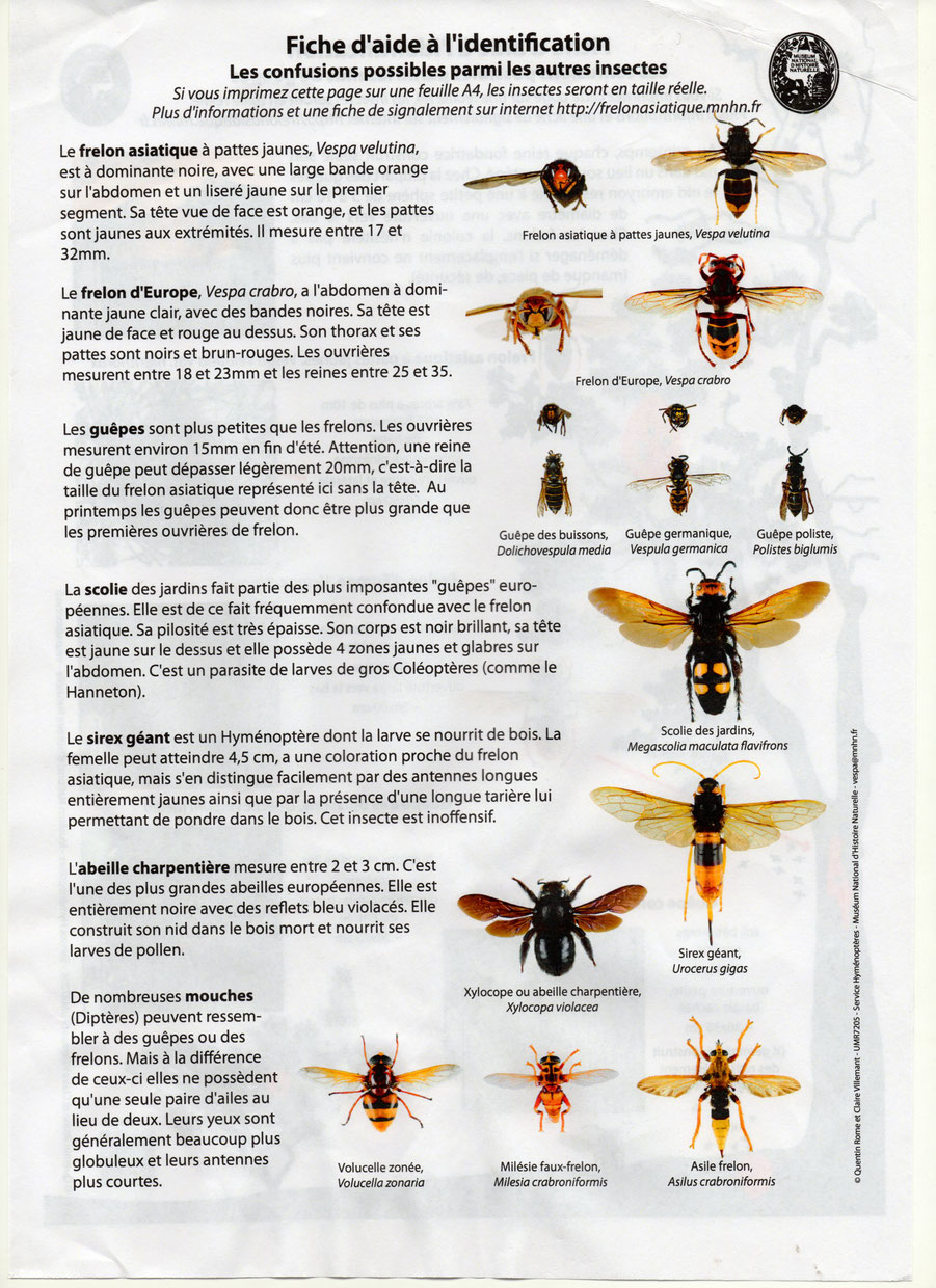 identification destruction insectes Essaim abeilles guêpes